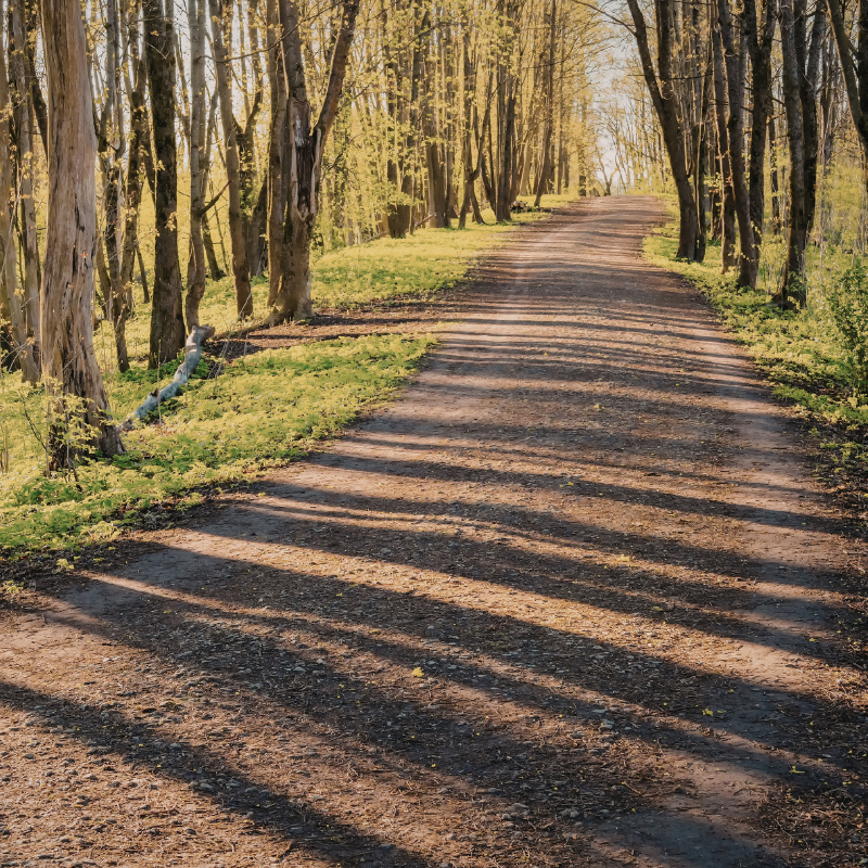 Tree lined path